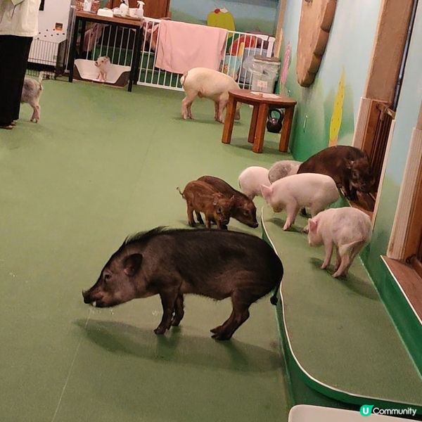 超可愛迷你豬樂園+Cafe 周圍都係豬 仲有冷熱飲品任飲