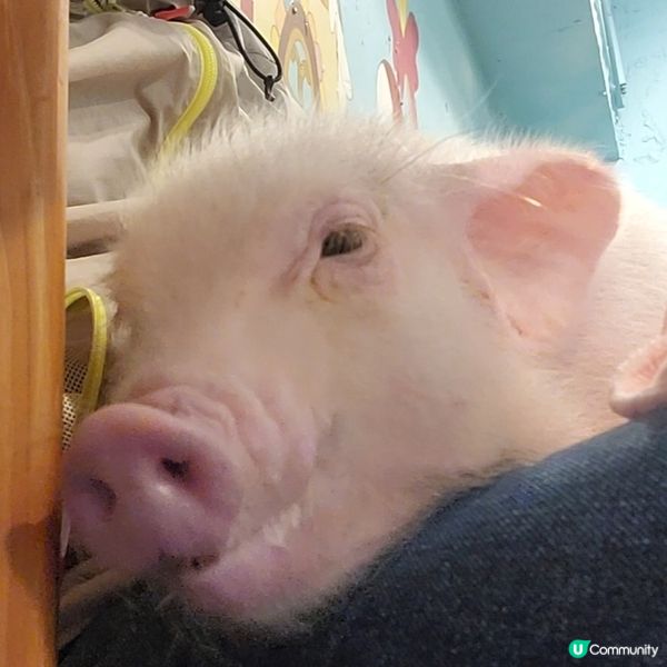 超可愛迷你豬樂園+Cafe 周圍都係豬 仲有冷熱飲品任飲