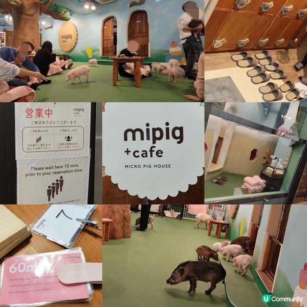 超可愛迷你豬樂園+Cafe 周圍都係豬 仲有冷熱飲品任飲