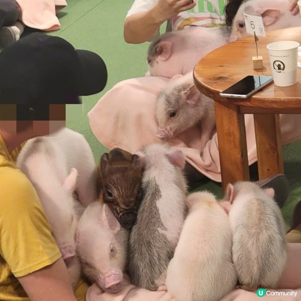 超可愛迷你豬樂園+Cafe 周圍都係豬 仲有冷熱飲品任飲