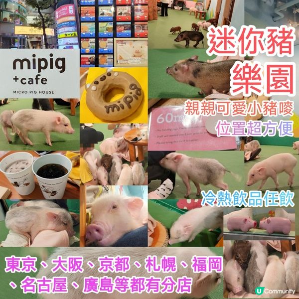 超可愛迷你豬樂園+Cafe 周圍都係豬 仲有冷熱飲品任飲