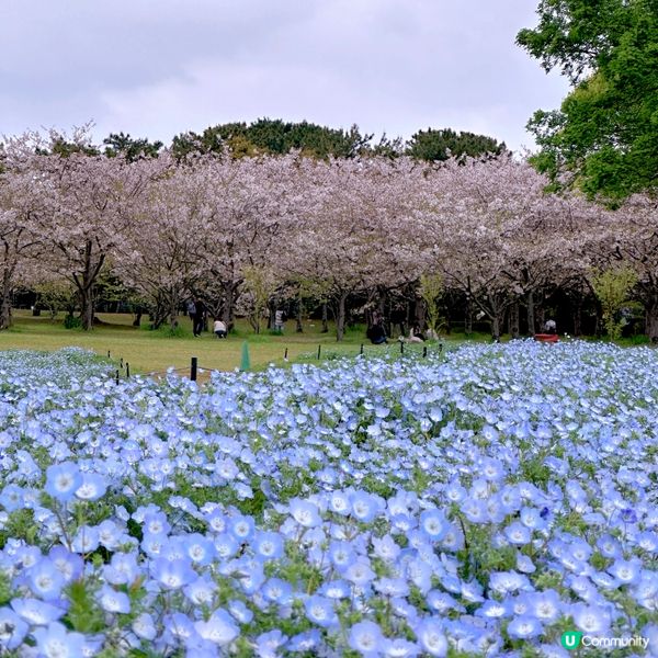 🌸當粉蝶花遇上櫻花🌸超夢幻
