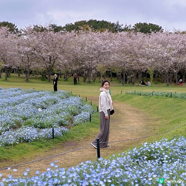 🌸當粉蝶花遇上櫻花🌸超夢幻