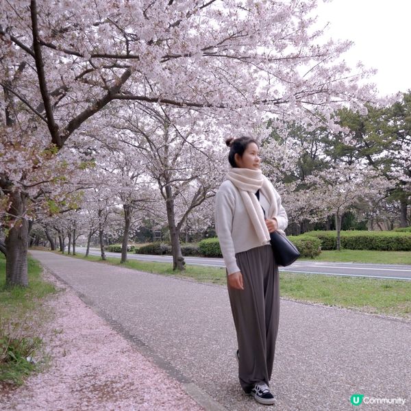 🌸當粉蝶花遇上櫻花🌸超夢幻