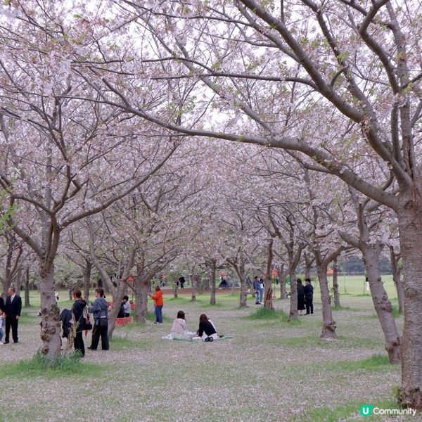 🌸當粉蝶花遇上櫻花🌸超夢幻