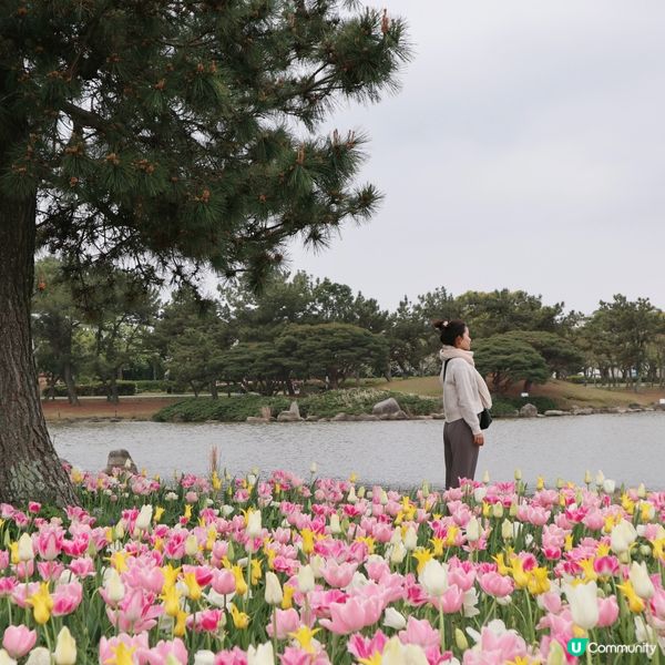 🌸當粉蝶花遇上櫻花🌸超夢幻