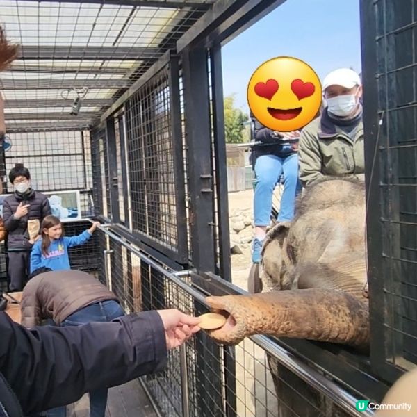 那須野生動物園更受日本當地人喜愛🤩??!