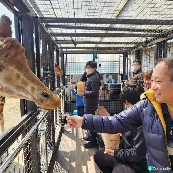 那須野生動物園更受日本當地人喜愛🤩??!