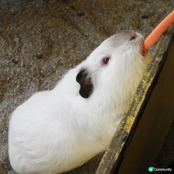 那須野生動物園更受日本當地人喜愛🤩??!