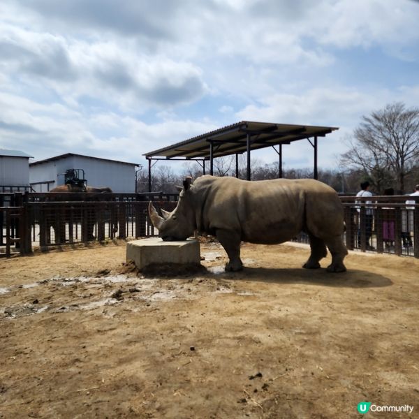 那須野生動物園更受日本當地人喜愛🤩??!