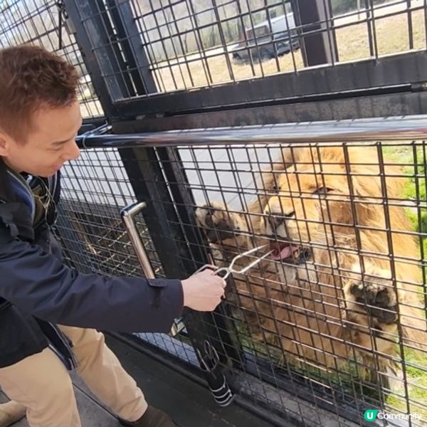 那須野生動物園更受日本當地人喜愛🤩??!