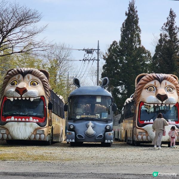 那須野生動物園更受日本當地人喜愛🤩??!