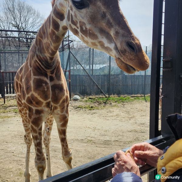 那須野生動物園更受日本當地人喜愛🤩??!