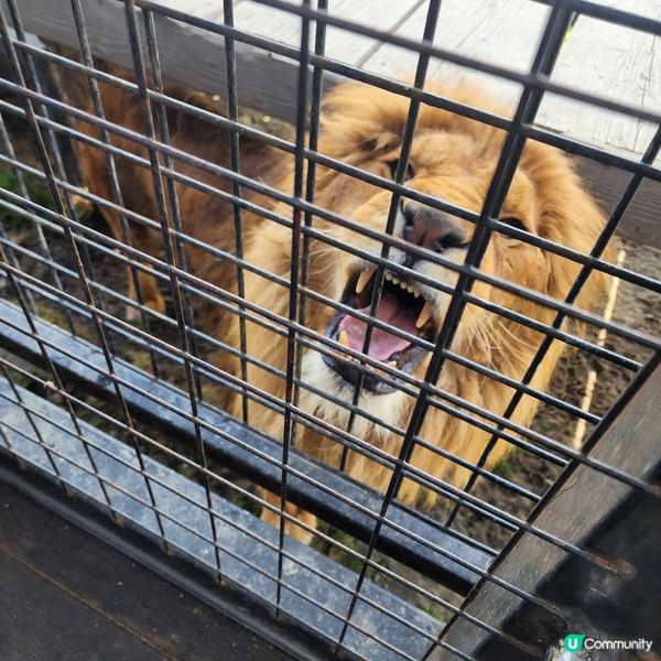 那須野生動物園更受日本當地人喜愛🤩??!