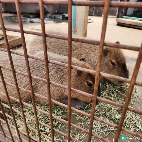 那須野生動物園更受日本當地人喜愛🤩??!