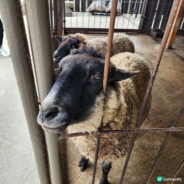 那須野生動物園更受日本當地人喜愛🤩??!