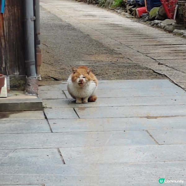 瀨戶內海跳島遊（一）- 本島🏯🛳️