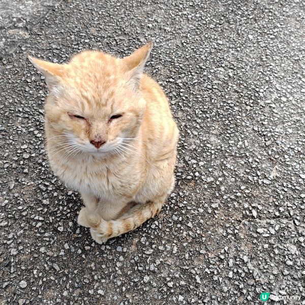 瀨戶內海跳島遊（一）- 本島🏯🛳️