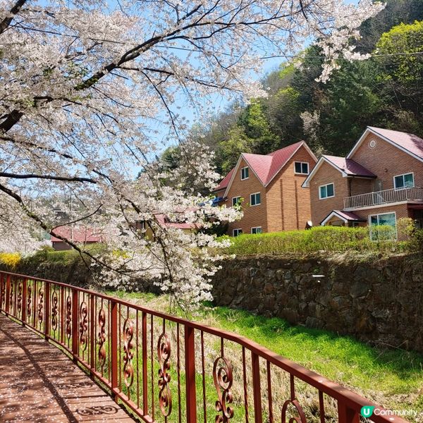 韓國追樱小分享