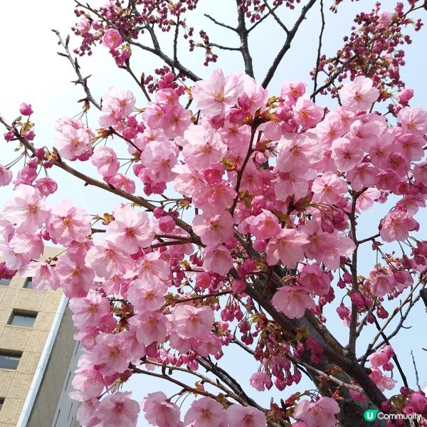 高松櫻花大道🌸
