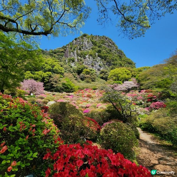 如畫布一樣的花海🌸🌺親眼見到才會相信