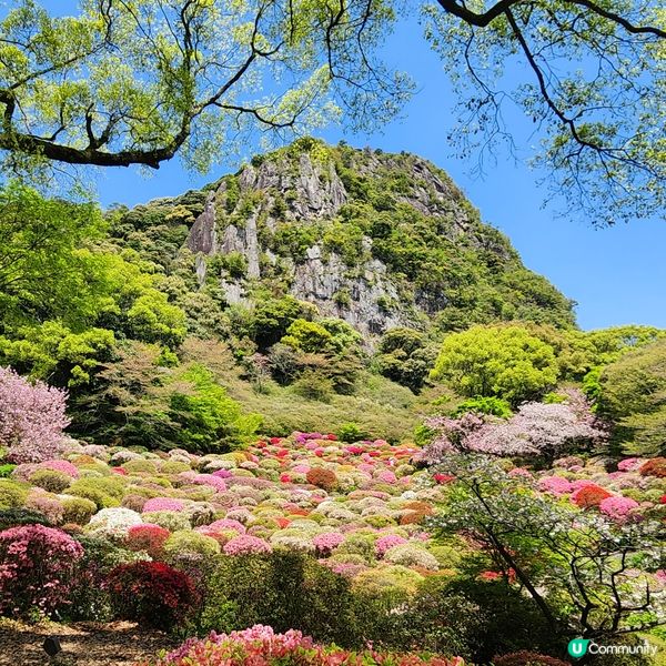 如畫布一樣的花海🌸🌺親眼見到才會相信
