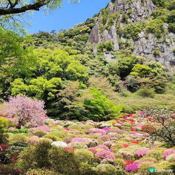 如畫布一樣的花海🌸🌺親眼見到才會相信