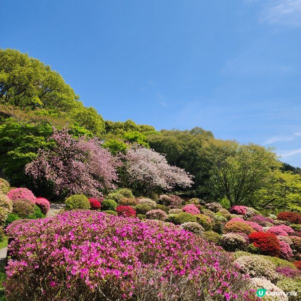 如畫布一樣的花海🌸🌺親眼見到才會相信