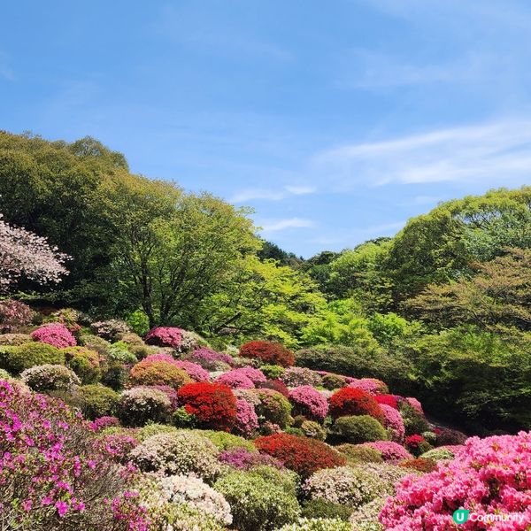 如畫布一樣的花海🌸🌺親眼見到才會相信