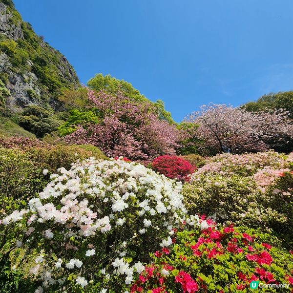 如畫布一樣的花海🌸🌺親眼見到才會相信