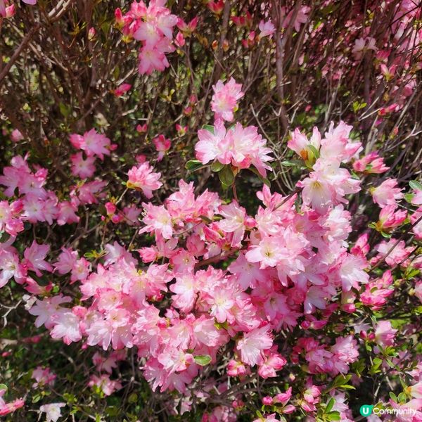 如畫布一樣的花海🌸🌺親眼見到才會相信