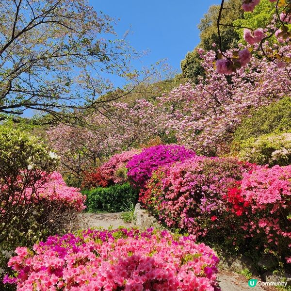 如畫布一樣的花海🌸🌺親眼見到才會相信