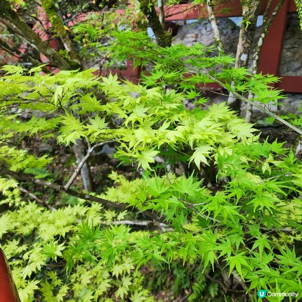 全部都係鳥居⛩️全部都係鳥居仲有電梯的祐德稻荷神社😁😁