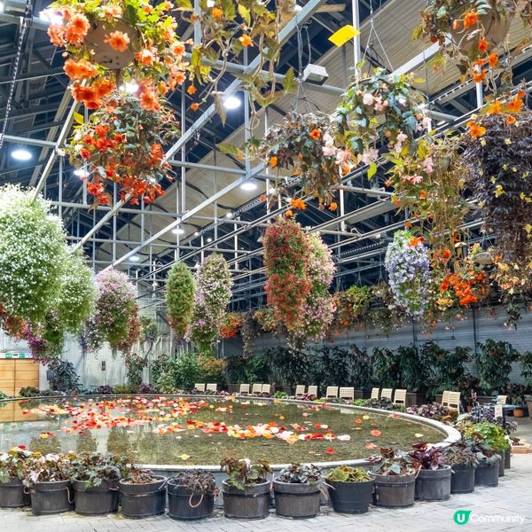 超美日本花藝展覽｜溫室內欣賞精心佈置的花舍！