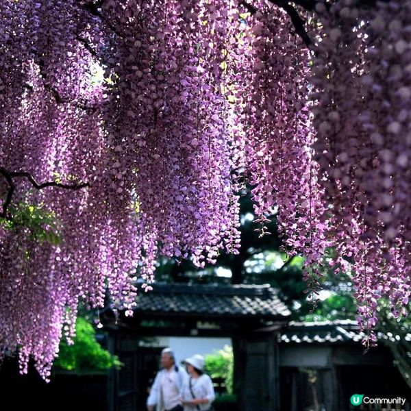 北方文化博物館~ 紫藤與伊藤家😍