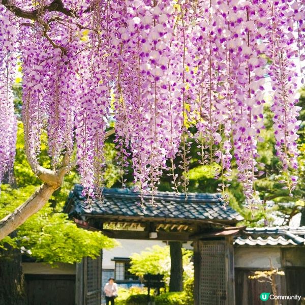 北方文化博物館~ 紫藤與伊藤家😍