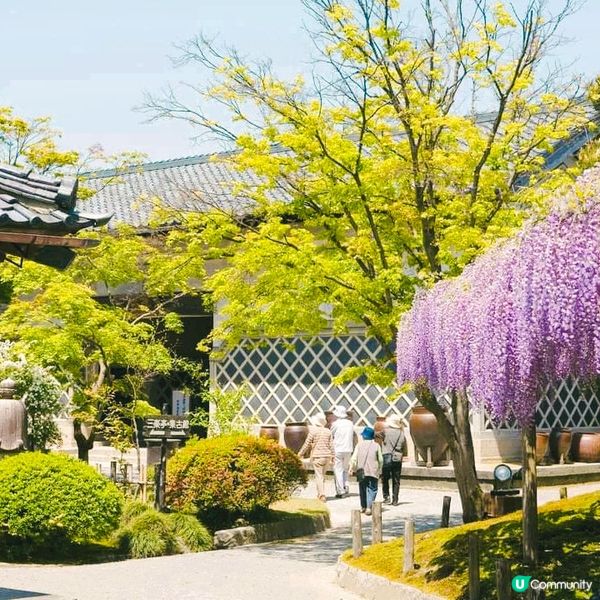 北方文化博物館~ 紫藤與伊藤家😍