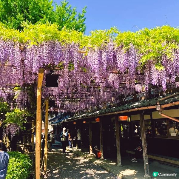 北方文化博物館~ 紫藤與伊藤家😍