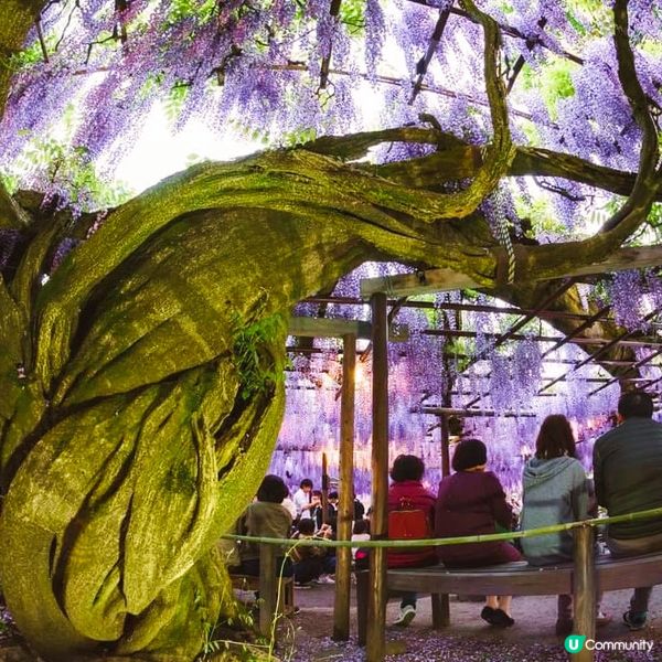 北方文化博物館~ 紫藤與伊藤家😍