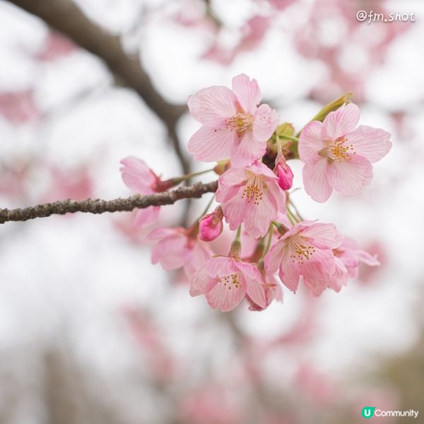 櫻花之美