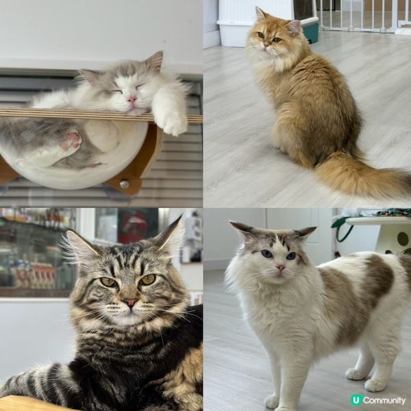 貓Cafe初體驗🐱