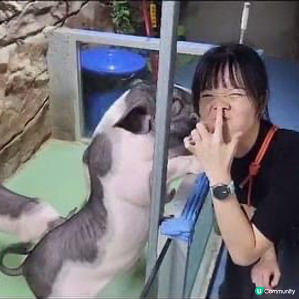 龍崗萬達廣場❗️ lParty Day室內遊樂場🎡&動物園