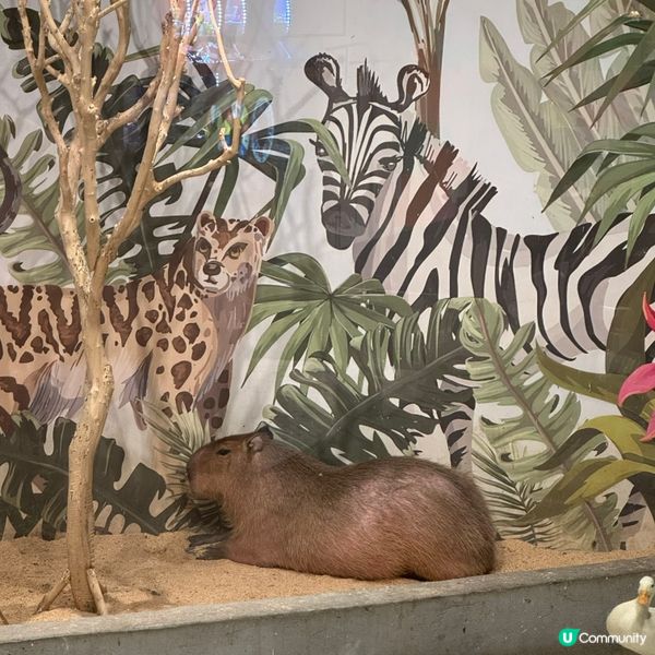 Lollypet寵萌樂園的遊玩體驗！親親小動物