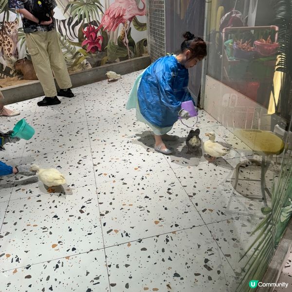 Lollypet寵萌樂園的遊玩體驗！親親小動物