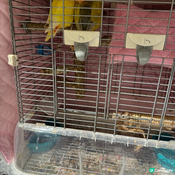 Lollypet寵萌樂園的遊玩體驗！親親小動物