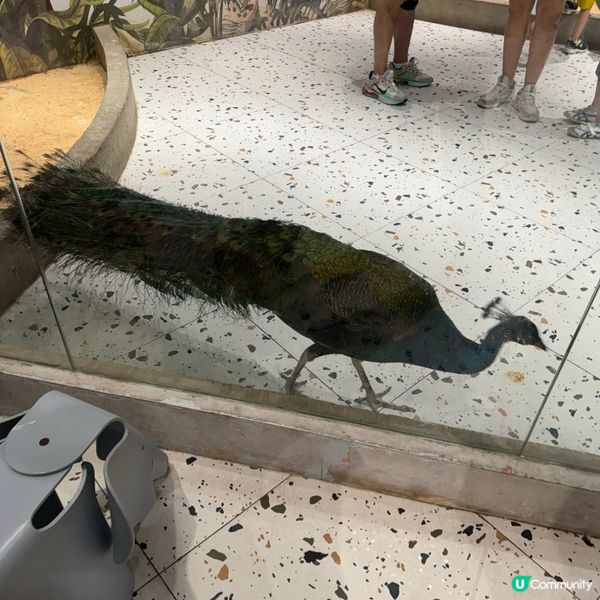 Lollypet寵萌樂園的遊玩體驗！親親小動物