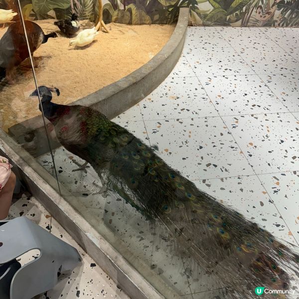 Lollypet寵萌樂園的遊玩體驗！親親小動物