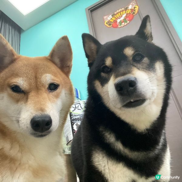 影到好似結婚相 好得意！