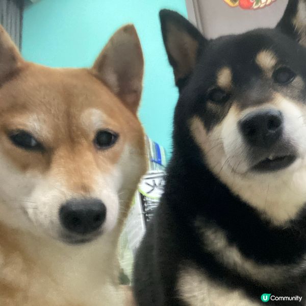 影到好似結婚相 好得意！