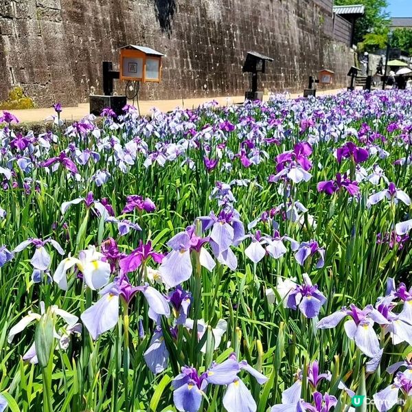 高瀬裏川 菖蒲花祭 『しょうぶまつり』💐💐
